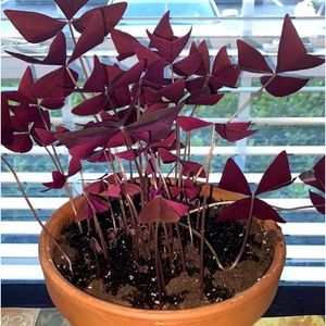 Meet your Posher, Peter